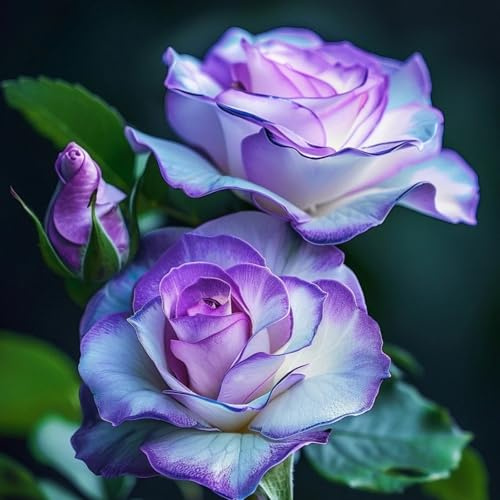 Hybride Rosen Winterharte (strauchrose) - Duftende Strauchrosen mit Doppelfärbung - Garten und Balkon-1Rhizome-H