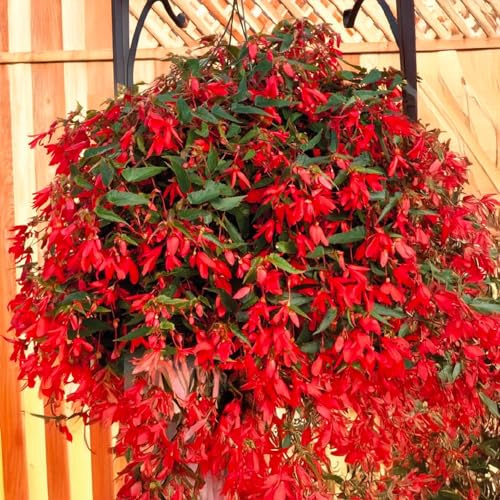 Bulbi di BEGONIA | Bulbi provenienti dai migliori produttori Olandesi | Esclusiva selezione e controllo qualità | Fioritura garantita dal primo anno. (1 Bulbo di Begonia BOLIVIENSIS MILLION BELLS)