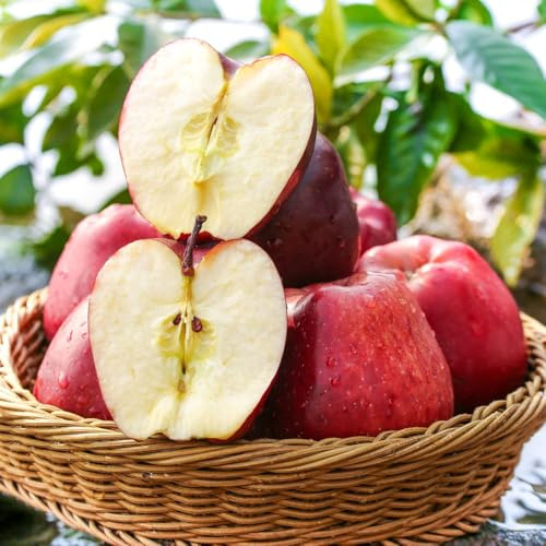 apfel, exotische winterhart apfelbaum, säulenobst balkonpflanzen garten winterhart, bonsaibaum obstbaum 300samen