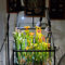 200 pcs sarracenia purpurea samen - fleischfressende pflanzen, steingartenpflanzen winterhart zimmerpflanze, nachhaltige geschenke geschenke für gärtner, pflanzen samen indoor bodendecker