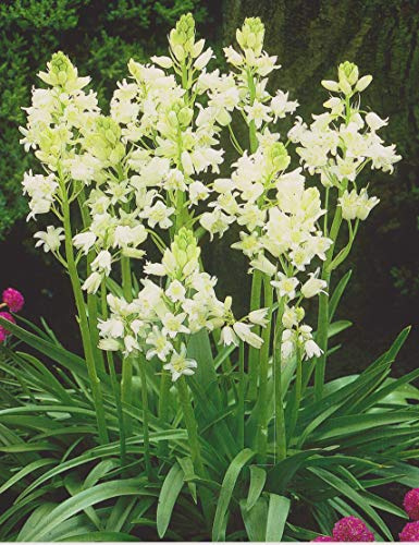 Hasenglöckchen in weiß Hyacinthoides hispanica (25 Blumenzwiebeln)