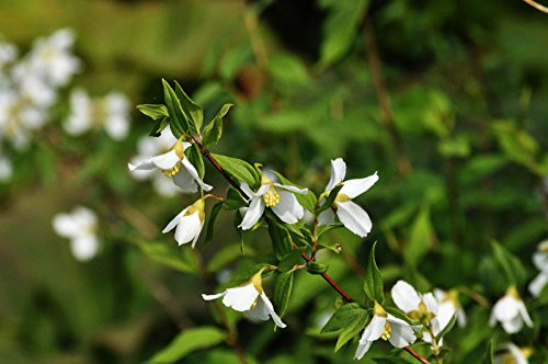 Duftjasmin Erectus Philadelphus Erectus Containerware 60-100 cm