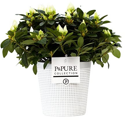 White Azalea (Rhododendron) With Pot, Houseplant Real Indoor Plant for Office, Home, Bedroom, Kitchen and Living Room, Perfect for Clean Air, Delivered Next Day