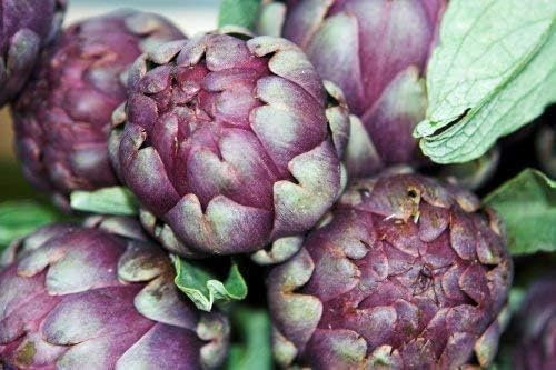 Lot de 5 graines d'artichaut violet de provence/artichoke purple