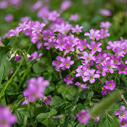 Oxalis triangularis - zimmerpflanzen blumenwiese Glücksklee frühlingsblumen winterharte kübelpflanzen pflanzenkübel kräutergarten pflanztopf hochbeete für garten balkonpflanzen 30zwiebeln
