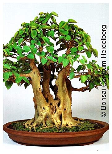Tropica – Baum Bo/Baum tibetanisch buddhistisch (Ficus Tanne) – 200 graines- Bonsai