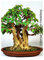 Tropica – Baum Bo/Baum tibetanisch buddhistisch (Ficus Tanne) – 200 graines- Bonsai