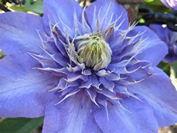 1bag=100pcs Clematis Seeds Rare Sky Blue Clematis hybridas Seeds Hanging Flowers Seeds Potted Balcony Gift Home &Garden