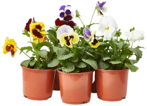 Verdecora Pensamiento | Viola x wittrockiana | Planta viva de exterior con flor en maceta de Ø11cm (12)