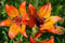 Feuer-Lilie 5 samen - Lilium bulbiferum croceum- duftende mehrjährige, lilien Samen