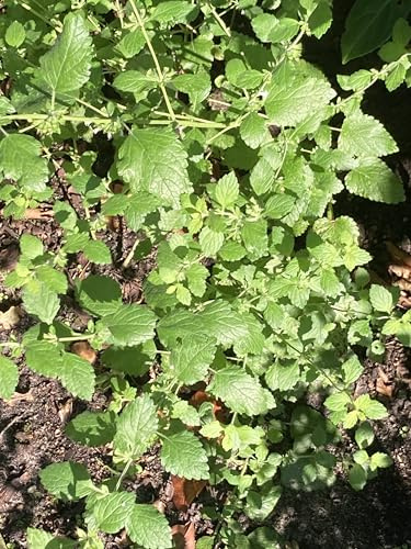 Gardenlovers Zitronenmelisse ungespritzte Kräuterpflanze | Melissa officinalis | winterhart | Tee- & Küchenkraut | Herztrost | aus eigenem natürlichem Anbau | 1 Pflanze