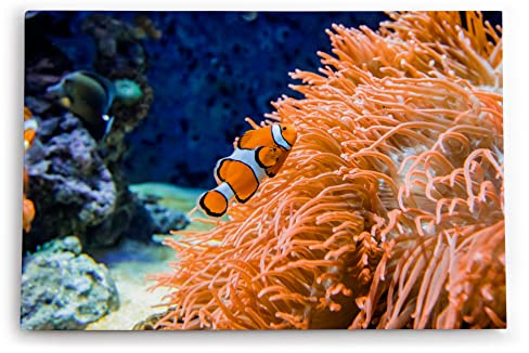 Paul Sinus Wandbild 120x80cm Clownfisch Korallen unter Wasser Fisch Farbenfroh