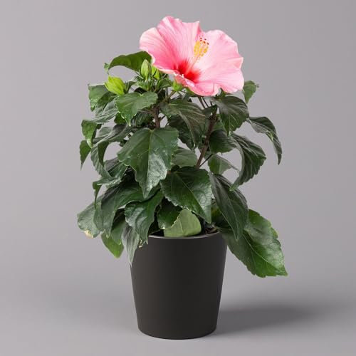 Hibiskus, rosa, mit Keramiktopf Dallas anthrazit, Topf-Ø 13 cm, Höhe 35 cm