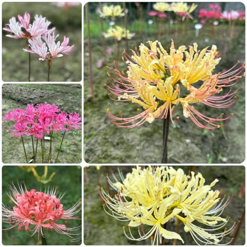 5 pz bulbi di Lycoris radiata, bulbi di giglio di ragno piante da interno per soggiorno, piante perenni pianta del giglio ragno Piante in vaso estremamente resistenti, regali da