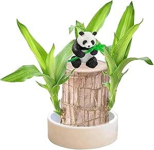 Brazil Lucky Wood Air-Purifying Indoor Plant with Pot - Hydroponic Houseplant for Office, Low Maintenance Four-Season Potted Stump in Decorative Container