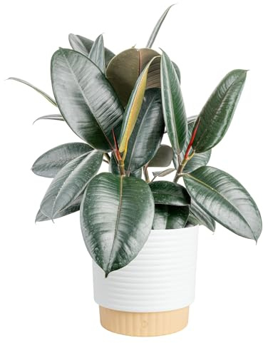Costa Farms Burgundy Rubber Live Plant in Decorative Pot, Air Purifying Large Indoor Houseplant, Perfect for Home, Room, or Office Decor, Great House Warming or Birthday Gift, 2-3 Feet Tall