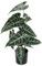 Künstliche Calatheapflanze Kunst-Pflanze Seidenblumen Kunstpflanzen Kunstblume Pflanze Dekopflanze Zimmerpflanze Grünpflanze Zebrina Alocasia Sanderiana Pfeilblätter Elefantenohr Sanderiana Fiorella