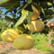 65 pcs Pomelo baum samen, obstbäume deko pflanzen bio saatgut frisches obst topfpflanzen draußen winterhart spalierobst bäume bonsai topf säulenobstbäume hochbeet balkon exotische
