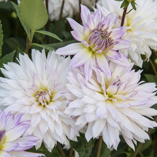 1 x Dahlia Crazy Love – Mix of Soft Yellow, White & Lavender Tones – Summer Flowering Bulbs – Attracts Bees & Butterflies – Perennials – for Your Beautiful Garden