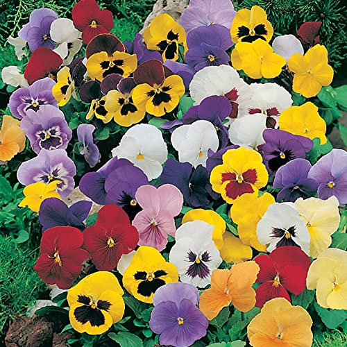 Pansy Seeds 'Early Flowering Mixed' by Country Value