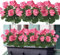 Weldomcor Lot de 3 Fleurs Artificielles de GéRanium en Soit avec Feuilles Mortes RéAlistes Balcon Fleurs Plantes Artificielle pour Jardin Maison Bureau FêTe Mariage Centre de Table (Rose)