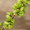 70 pcs chinesische ulme samen, winterharte stauden dauerblüher, stauden, ulme baum pflanze (Ulmus pumila) biosaatgut, exotische pflanzen winterhart bäume kaufen, pflanze alte sorten,