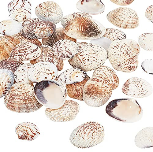 PandaHall 50pcs Natürliche Muscheln, 24~29mm Jakobsmuschel Muschel Strand Muschel Seashell für Schmuck Halsketten Kerze Herstellung Windspiels Thema Party Home Hochzeit Dekor Fisch Tank Vase