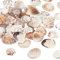 PandaHall 50pcs Natürliche Muscheln, 24~29mm Jakobsmuschel Muschel Strand Muschel Seashell für Schmuck Halsketten Kerze Herstellung Windspiels Thema Party Home Hochzeit Dekor Fisch Tank Vase