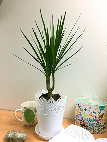 1 Evergreen Dragon Tree Table Plant @ White Floral Pot & Saucer