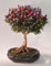 Shopmeeko 100 Gemüseobst viele Arten Pfeffer-Bonsai Riesen-Chili-Bonsai Gemüsepaprika Carolina Reaper Hot Chili Bonsai-Pflanze Eingemacht: 22