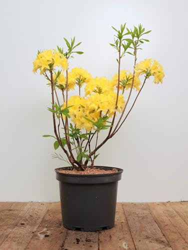 Rhododendron luteum 30-40 cm - Gelber Azalee, duftende gelbe Blüten, Blütezeit Mai-Juni, ideal für halbschattige Standorte, bienenfreundlich, winterhart