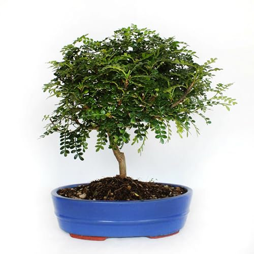KENTIS - Bonsaï Zanthoxylum Piperitum - Bonsai Poivre du Sichuan - Naturelles Plantes pour Intérieur et Extérieur - H 30-40 cm Pot Ø 26 cm