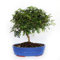 KENTIS - Bonsaï Zanthoxylum Piperitum - Bonsai Poivre du Sichuan - Naturelles Plantes pour Intérieur et Extérieur - H 30-40 cm Pot Ø 26 cm