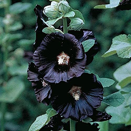 200 Stücke Stockrose Samen Einzigartige Und Geheimnisvolle Schwarze Blumen, Die Das Ganze Jahr über Garten Gepflanzt Werden. Dekorierte Räume Mehrjährige Kultivierung Einfache Exquisite Schnittblumen