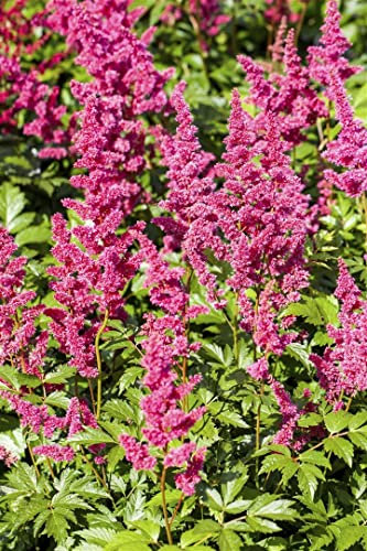 Astilbe japonica 'Mainz' 9x9 cm Topf – Winterhart, Mehrjährig, Pflegeleicht – Prachtspiere – Staude für Schatten & Halbschatten