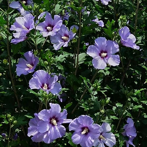 hibiskus pflanze winterhart - 100 pcs lila hibiskus winterhart samen (Hibiscus mutabilis) blumensamen, kletterpflanzen winterhart balkonpflanzen, winterharte pflanzen für garten