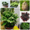 10 pcs rose von jericho echte zwiebeln - pflanztöpfe winterharte stauden mehrjährig Von Jericho Zwiebeln - Selaginella tamariscina topfpflanzen draußen winterhart zimmerpflanzen, winterharte