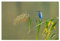 artboxONE Poster 30x20 cm Tiere Eisvogel 2 hochwertiger Design Kunstdruck - Bild Natur Eisvögel Kingfisher