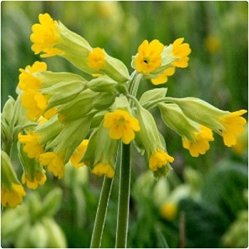 Royal Cowslip Primula Veris X 12 Plug Plants for Potting on See Photos