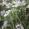 Blumixx Stauden Rosmarinus officinalis 'Arp' – winterharter Rosmarin, aromatisch & mehrjährig, hell-violett blühend, ideal für Beet & Topf, im 0,5L Pflanztopf