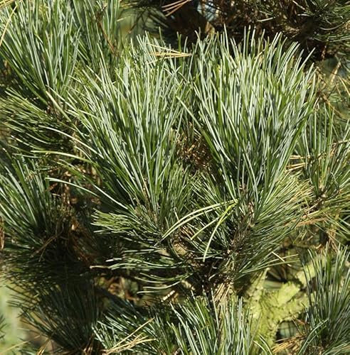 Zirbelkiefer Compacta Glauca 40-50cm - Pinus cembra - lebende Gartenpflanze aus den Baumschulen
