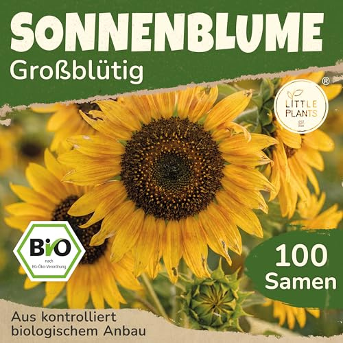 Little Plants BIO Sonnenblume Samen Großblütige 100 Sonnenblumensamen Blumensamen Samenfest für Blumengarten Blumen Samen Hochbeet Balkon und Garten