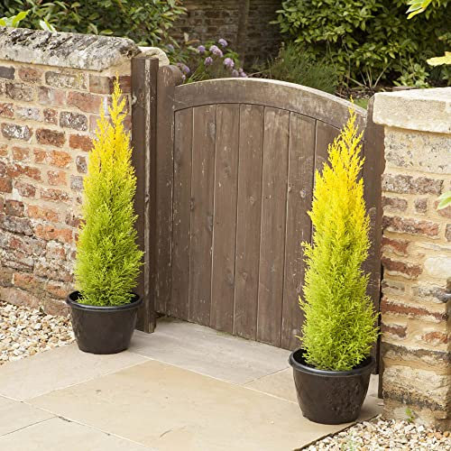 You Garden - Cupressus Conifer Macrocarpa Goldcrest Tree in a 10.5cm Pot 28-30cm Tall - Supplied as 1 x Established Cypress Tree Ready to Plant in Ground or Large Pots