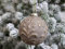 Chic Antique Weihnachtskugel Kugeln, Tropfen, Zapfen, Anhänger,Antik Glaskugel m.Muster Vintage Christbaumkugel Weihnachten X-Mas versch. Größen und Formen Skan Design (51920-20 Ø8cm Mokka)
