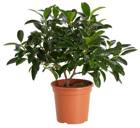 Viburnum Natural Árbol de Exterior Resistente y Ornamental - Planta Arbustiva