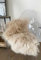 Hollert Lammfell Tibet Beige Sheepskin Monglolisches Schaffell gelockt sehr weich Echtfell Dekoration Läufer Teppich Größe 100-110
