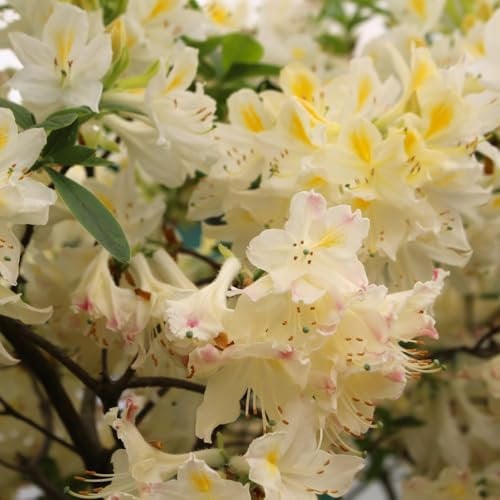 Azalea 'Daviesii' - Award-Winning Fragrant Apricot & Pink Blooms - Creamy Flowers with Yellow Flare - Stunning Autumn Foliage - 1X 4 Litre Pot by Thompson & Morgan