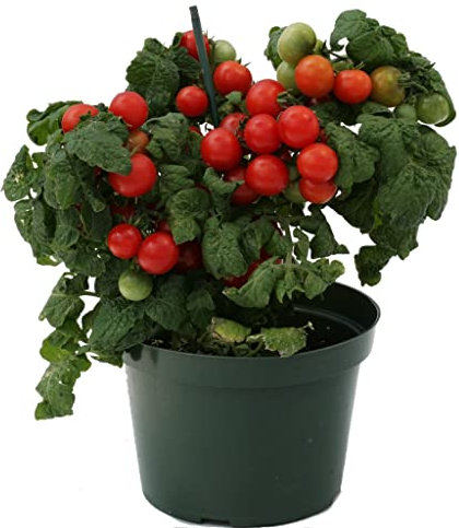 DECOALIVE Tomate Cherry PREMIUM Planta Natural para Huerto Urbano Tomates Naturales Planta Tomatera
