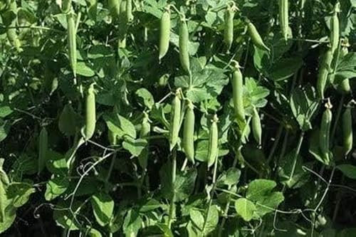 Markerbse Wunder von Kelvedon Ertragreiche Sorte 20 Samen