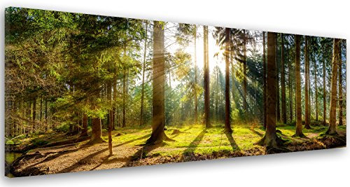 Feeby Impression Sur Toile Forêt Arbre 100x40 cm 1 pièce Tableaux Tableau Mural Image Moderne Photo Décoration Murale Artistique Photographie Design Chambre Salon Cuisine Nature Soleil Vert Brun